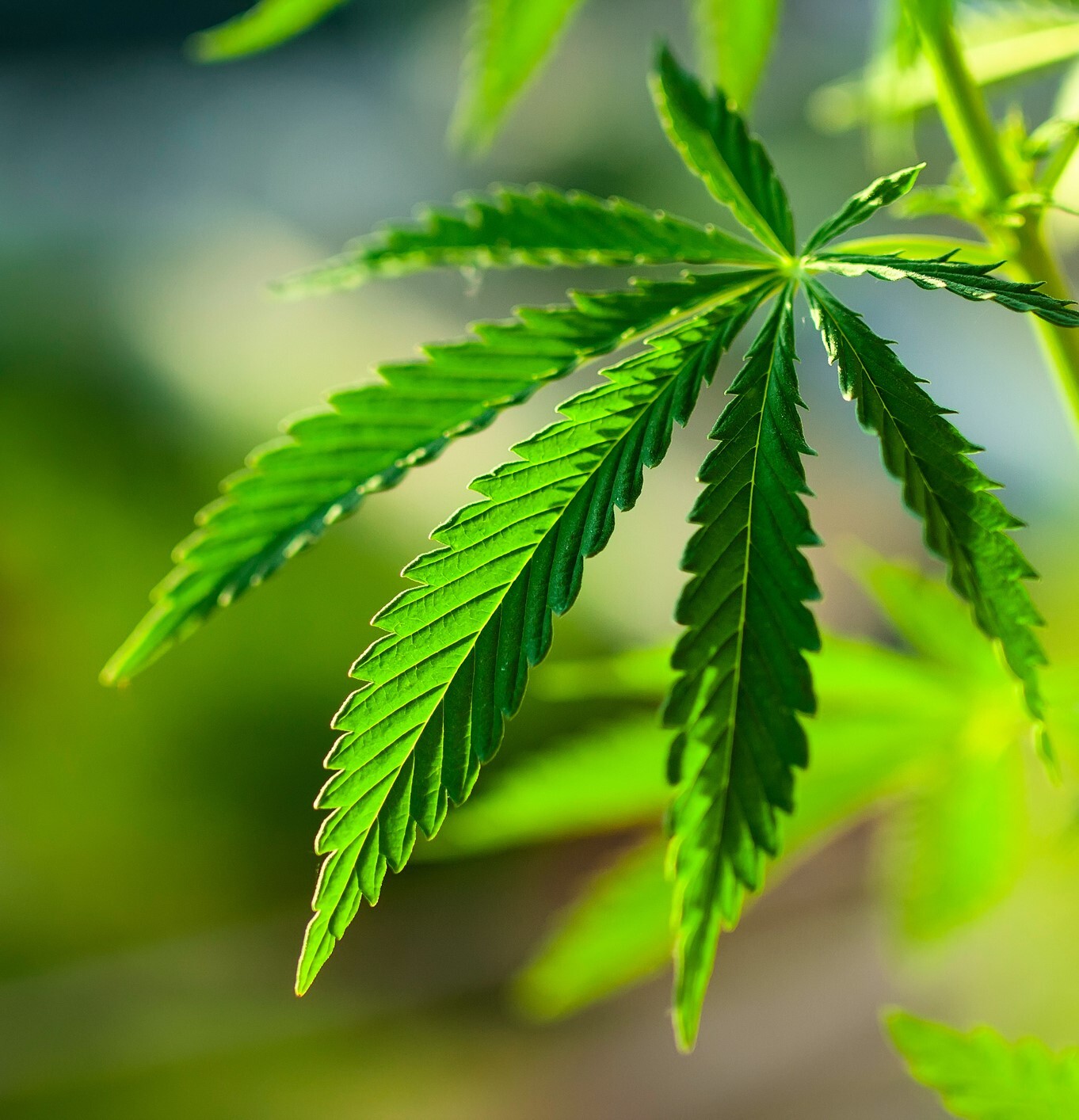 Marijuana Allergy: From Symptoms to Causes, Cross-Reactions