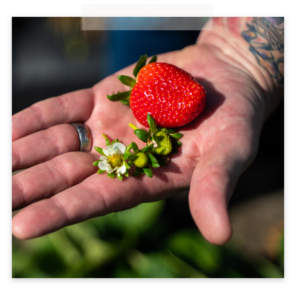 😍🍓 It's Strawberry Season 🍓😍 First Watch